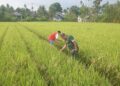Babinsa Dampingi Keujrun Sawah di Susoh Cek Kondisi Padi