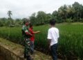 Babinsa Dampingi Kelompok Tani di Babahrot Tinjau Perkembangan Padi