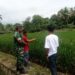 Babinsa Dampingi Kelompok Tani di Babahrot Tinjau Perkembangan Padi