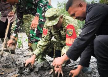 Jaga Kelestarian Lingkungan, Kodim 1710/Mimika Tanam Mangrove Sambut HUT ke-81 TNI