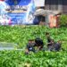 Prajurit Korps Marinir Bersihkan Sungai Rolak Surabaya dalam Gerakan “Aku Cinta Laut”