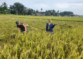 Panen Padi Jadi Momen Pererat Kebersamaan Babinsa dan Petani
