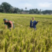 Panen Padi Jadi Momen Pererat Kebersamaan Babinsa dan Petani