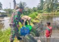 Babinsa Dampingi Budidaya Lele Milik Warga, Dukung Ketahanan Pangan di Wilayah Binaan.