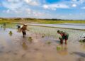 Dukung Swasembada Pangan, Babinsa Koramil 0808/09 Sutojayan Turun Ke Sawah Bantu Petani Tanam Padi