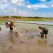 Dukung Swasembada Pangan, Babinsa Koramil 0808/09 Sutojayan Turun Ke Sawah Bantu Petani Tanam Padi