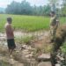 Dukung Ketahanan Pangan Nasional, Babinsa di Susoh Dampingi Petani Kontrol Padi
