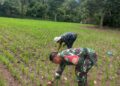 Padi Gogo Terancam Ulat, Babinsa 03/Parongil Turun Langsung Dampingi Petani di Dairi