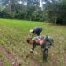 Padi Gogo Terancam Ulat, Babinsa 03/Parongil Turun Langsung Dampingi Petani di Dairi