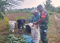BABINSA KOMSOS DENGAN PETANI MENTIMUN, BAHAS TENTANG PERAWATAN TANAMAN DAN PEMASARANNYA.