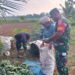 BABINSA KOMSOS DENGAN PETANI MENTIMUN, BAHAS TENTANG PERAWATAN TANAMAN DAN PEMASARANNYA.