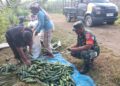 BABINSA KOMSOS DENGAN PETANI MENTIMUN, BAHAS TENTANG PERAWATAN TANAMAN DAN PEMASARANNYA.