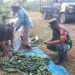 BABINSA KOMSOS DENGAN PETANI MENTIMUN, BAHAS TENTANG PERAWATAN TANAMAN DAN PEMASARANNYA.