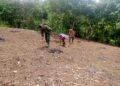 Dukung Swasembada Pangan, Babinsa Koramil 07/Salak Dampingi Petani Tanam Jagung