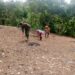 Dukung Swasembada Pangan, Babinsa Koramil 07/Salak Dampingi Petani Tanam Jagung
