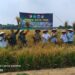 Kodim 0505/JT Kolaborasi Dengan Pemprov DKI, Panen Padi Inpari 32 di Ujung Menteng