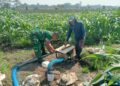 Dukung Hanpangan Lokal, Babinsa Koramil 0808/02 Garum Pendampingan Pengairan Tanaman Jagung Di Kelurahan Bence