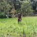 Wujud Kepedulian TNI, Babinsa Dairi Bantu Petani Merawat Padi Gogo