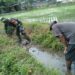 Cegah Genangan Dan Optimalkan Irigasi, Babinsa Koramil 0808/20 Sananwetan Gotong Royong Bersihkan Aliran Air Lahan Padi