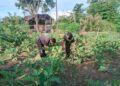 Babinsa Apresiasi Warga di Susoh Sulap Lahan Tidur Jadi Kebun Terong Produktif