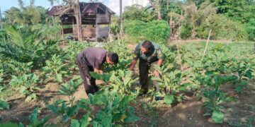 Babinsa Apresiasi Warga di Susoh Sulap Lahan Tidur Jadi Kebun Terong Produktif