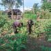 Babinsa Apresiasi Warga di Susoh Sulap Lahan Tidur Jadi Kebun Terong Produktif