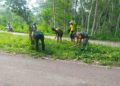 Jaga Kelestarian Lingkungan, Babinsa Ngadirejo Bersama Warga Gotong Royong Tanam Pohon Saman Dan Trembesi