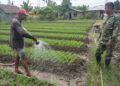 PEDULI HANPANGAN,BABINSA SAMBANGI WARGA YANG SEDANG MERAWAT TANAMAN SAYURAN