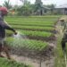 PEDULI HANPANGAN,BABINSA SAMBANGI WARGA YANG SEDANG MERAWAT TANAMAN SAYURAN