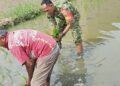 Peduli Ketahanan Pangan, Babinsa Mabar Hilir Turun ke Sawah Bantu Petani Tanam Padi
