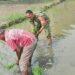 Peduli Ketahanan Pangan, Babinsa Mabar Hilir Turun ke Sawah Bantu Petani Tanam Padi