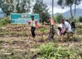 TNI dan Poktan Tarolih Kompak Tanam Jagung, TMMD ke-130 Perkuat Ketahanan Pangan Desa