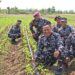 Dankolatmar Tinjau Lahan Pertanian Jagung dan Kedelai di Rahlat Grati