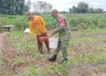 Dukung Hanpangan Nasional, Babinsa Sananwetan Turun Ke Lahan Bantu Petani Lakukan Pemupukan Jagung