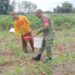 Dukung Hanpangan Nasional, Babinsa Sananwetan Turun Ke Lahan Bantu Petani Lakukan Pemupukan Jagung