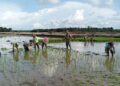 Pererat Kemanunggalan TNI dan Masyarakat, Babinsa Koramil 02/Tanjung Leidong Dampingi Petani Tanam Padi untuk Ketahanan Pangan