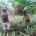 Dukung Ketahanan Pangan, Babinsa Rawat Tanaman Nenas Bersama Warga