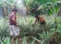 Dukung Ketahanan Pangan, Babinsa Rawat Tanaman Nenas Bersama Warga