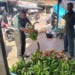 Babinsa Koramil Susoh Tinjau Hasil Ketahanan Pangan Warga, Pisang Abdya Tembus Pasar Luar Daerah