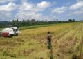Babinsa Dampingi Panen Padi di Babahrot, Tonase Memuaskan
