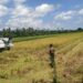Babinsa Dampingi Panen Padi di Babahrot, Tonase Memuaskan