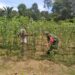 Dukung Ketahanan Pangan, Babinsa Koramil 05/Idi Rayeuk Bantu Petani Rawat Tanaman Kacang Panjang di Desa Buket Juara