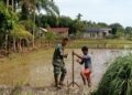 Babinsa Tinjau Progres Tanam Padi Petani di Babahrot