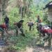 Gotong Royong, Anggota Kodim 1808/Mansel Bersama Masyarakat Bersihkan Lokasi Pembangunan MCK