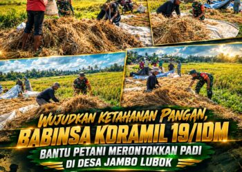 Wujudkan Ketahanan Pangan, Babinsa Koramil 19/Idm Bantu Petani Merontokkan Padi di Desa Jambo Lubok