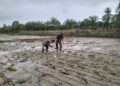 Dukung Ketahanan Pangan Nasional, Babinsa Babahrot Dampingi Petani Tanam Padi