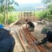 Progres Pembangunan Jembatan Beton di Alue Rambot Abdya Capai 12 Persen, TNI dan Warga Kompak Bergotong Royong