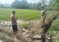 Dukung Ketahanan Pangan Nasional, Babinsa dan Kejrun di Susoh Kompak Pantau Kondisi Sawah