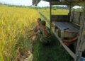 Cegah Gagal Panen, Babinsa di Susoh Ajak Petani Rutin Kontrol Perkembangan Tanaman Padi