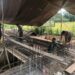 Progres Jembatan Beton di Tangan-Tangan Cut Abdya Capai 40 Persen, TNI dan Warga Kebut Pengerjaan